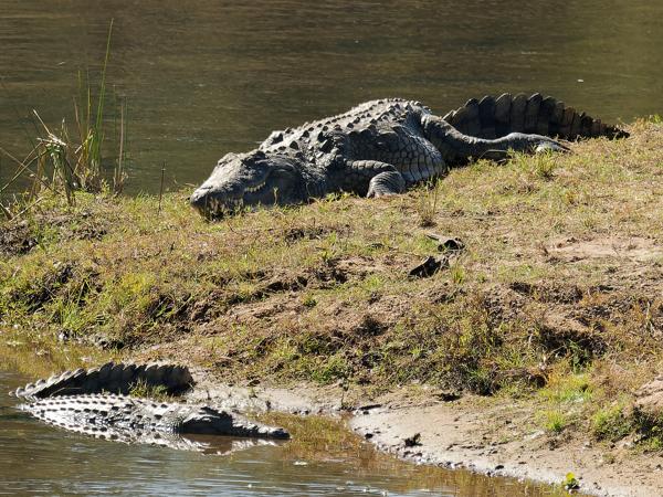 <h3><a href="/trips/safari/biota/animalia/chordata/crocodylia/crocodylidae/crocodylus niloticus/crocodylus niloticus-en.html">Crocodylus&nbsp;niloticus</a> / Nile&nbsp;crocodile / Nijl&nbsp;krokodil</h3>OM-1 Mark II with OLYMPUS M.300mm F4.0, 1/2000 sec at F4.0, ISO 500, distance 137&nbsp;m
